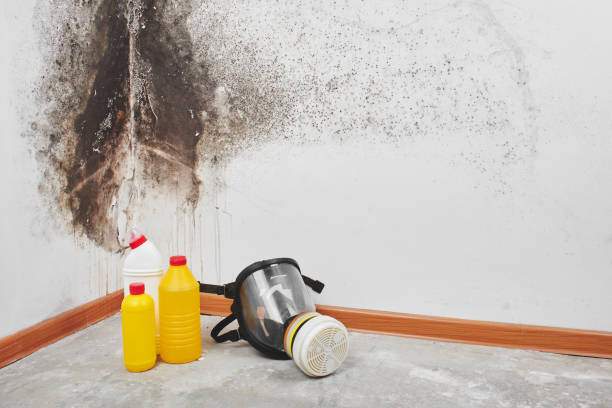 Best Affordable Mold Removal  in Greens Farms, CT