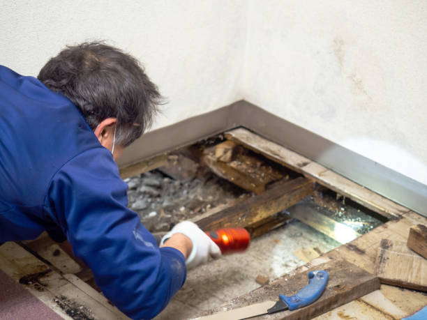Mold Testing and Removal in Greens Farms, CT