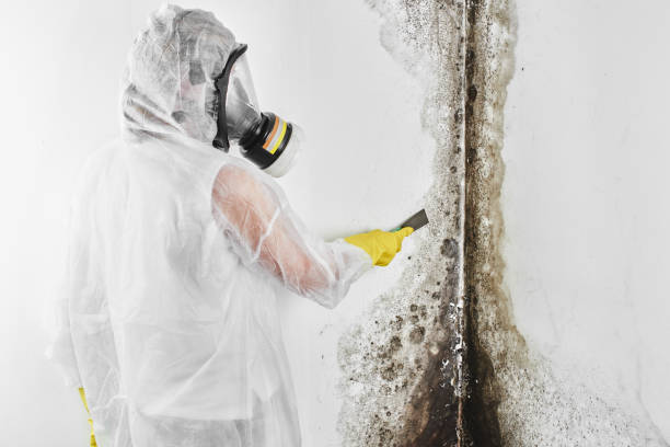 Best Mold Damage Repair  in Greens Farms, CT