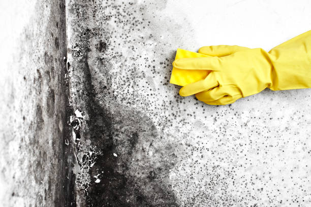 Best Fast Mold Removal  in Greens Farms, CT