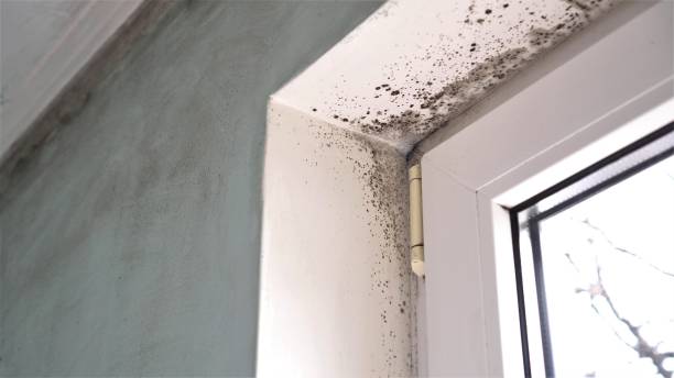  Greens Farms, CT Mold Removal Pros