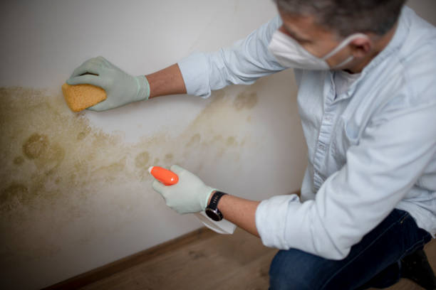 Certified Mold Removal in Greens Farms, CT