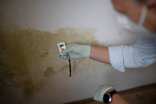 Best Mold Removal Process  in Greens Farms, CT