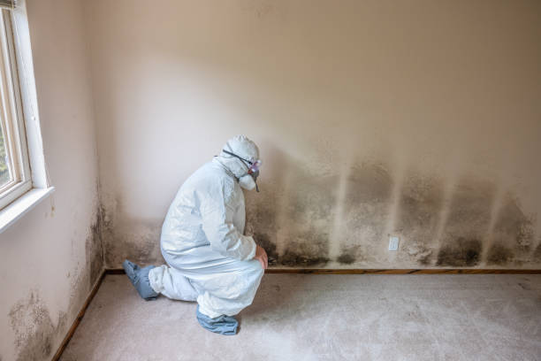 Best Attic Mold Removal  in Greens Farms, CT