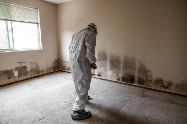 Best Mold Testing and Removal  in Greens Farms, CT
