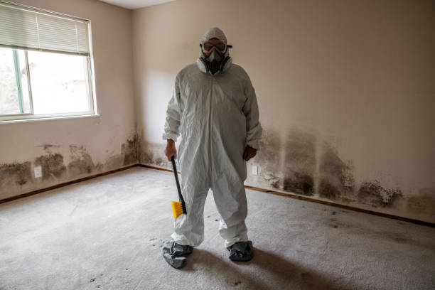 Best Same-Day Mold Removal  in Greens Farms, CT