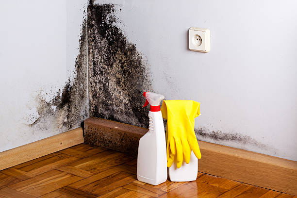 Best Professional Mold Removal  in Greens Farms, CT