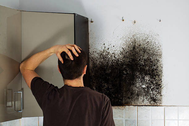 Best Certified Mold Removal  in Greens Farms, CT