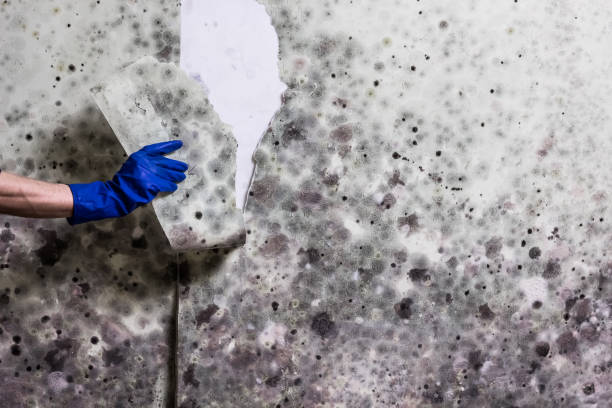 Best Mold Cleaning Services  in Greens Farms, CT