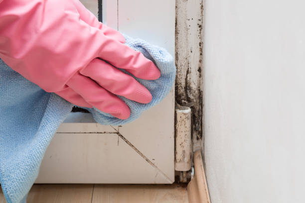 Best Commercial Mold Removal  in Greens Farms, CT