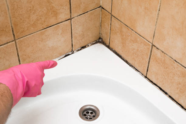 Best Professional Mold Removal  in Greens Farms, CT